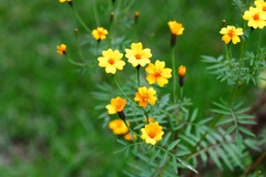 Tagetes tenuifolia