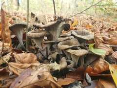 Craterellus cornucopioides
