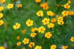 Tagetes tenuifolia