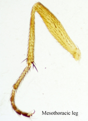 Neoleria inscripta