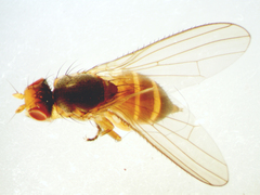 Neoleria inscripta