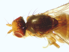 Neoleria inscripta