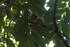 Basileuterus culicivorus