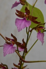 Rhynchostele bictoniensis