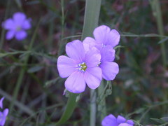 Linum pratense
