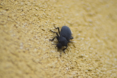 Tenebrionoidea