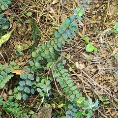 Pellaea rotundifolia