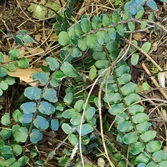 Pellaea rotundifolia