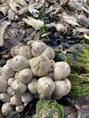 Coprinopsis variegata