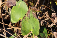 Pontederia cordata