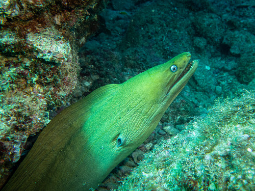 Morena Verde Panámica (Gymnothorax castaneus) · NaturaLista Mexico