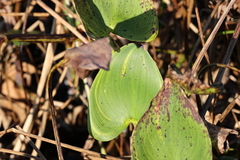 Pontederia cordata