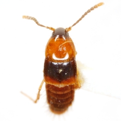 Ischnosoma flavicolle