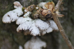 Schizophyllum commune