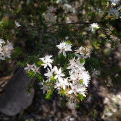 Calytrix alpestris