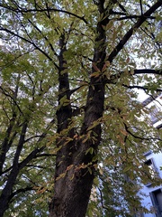 Aesculus hippocastanum