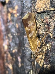 Limnephilus