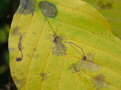 Bucculatrix frangutella