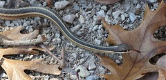 Thamnophis saurita septentrionalis