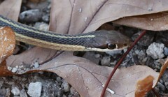 Thamnophis saurita septentrionalis