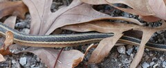 Thamnophis saurita septentrionalis
