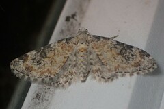 Eupithecia anticaria