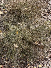 Gutierrezia sarothrae