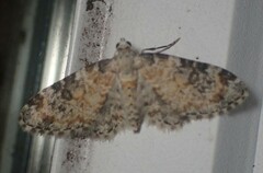 Eupithecia anticaria