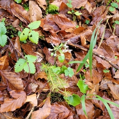 Adenostyles alliariae