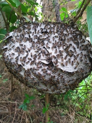 Brachygastra