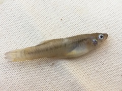 Poeciliidae