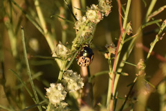 Leptinotarsa lineolata