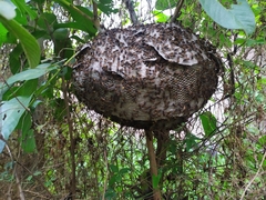 Brachygastra