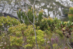 Thesium euphorbioides