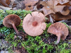 Lactarius areolatus