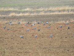 Columba palumbus palumbus
