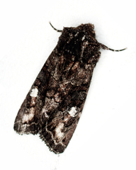 Neumichtis spumigera