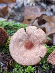 Lactarius areolatus