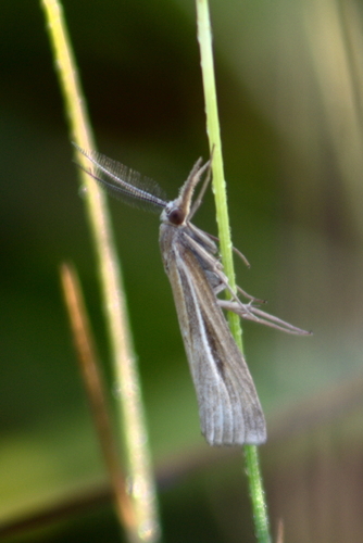 Woolly Grass-veneer Moth photo 4