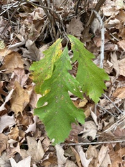 Quercus macrocarpa