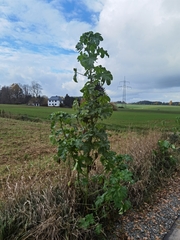 Malva verticillata