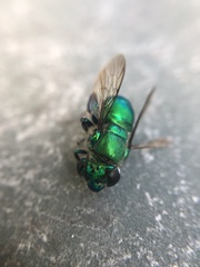 Euglossa dilemma