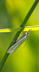 Crambus laqueatellus