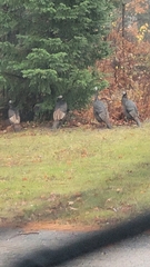 Meleagris gallopavo silvestris