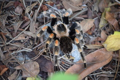 Brachypelma hamorii