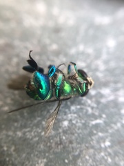 Euglossa dilemma