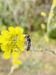 Austroscaeva melanostoma