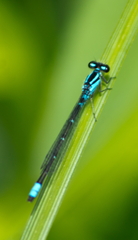 Enallagma geminatum