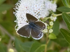 Echinargus isola