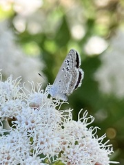 Echinargus isola